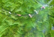 business landscape analysis report